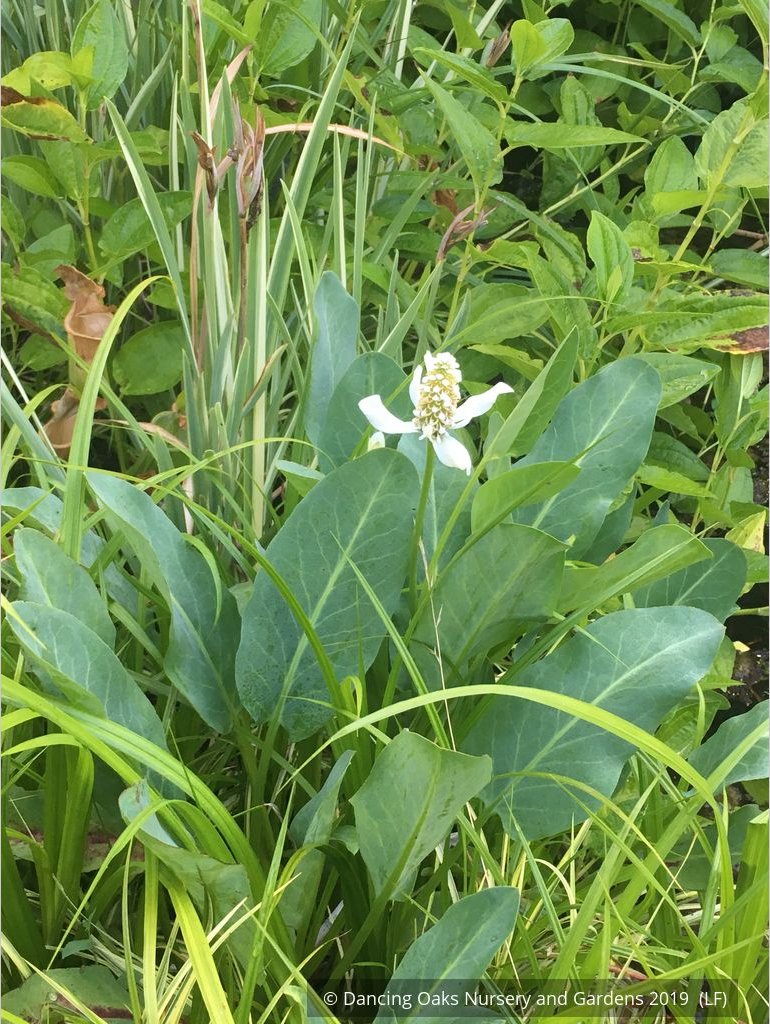 Perennials ~ Anemopsis californica, Yerba Mansa or Lizard Tail ~ Dancing Oaks Nursery and Gardens ~ Retail Nursery ~ Mail Order Nursery