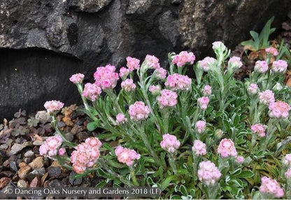 Perennials ~ Antennaria dioica 'Rubra', Pink Pussy Toes ~ Dancing Oaks Nursery and Gardens ~ Retail Nursery ~ Mail Order Nursery