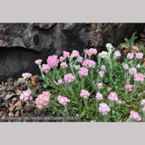 Perennials ~ Antennaria dioica 'Rubra', Pink Pussy Toes ~ Dancing Oaks Nursery and Gardens ~ Retail Nursery ~ Mail Order Nursery