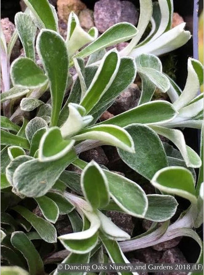 Perennials ~ Antennaria dioica 'Rubra', Pink Pussy Toes ~ Dancing Oaks Nursery and Gardens ~ Retail Nursery ~ Mail Order Nursery