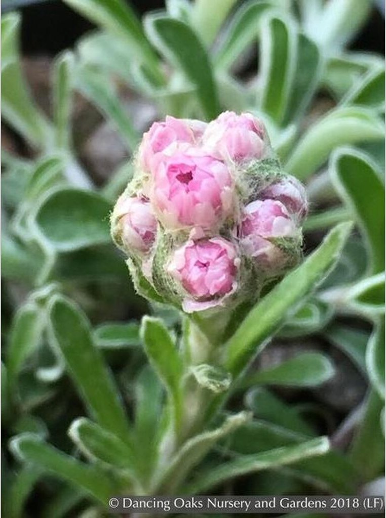 Perennials ~ Antennaria dioica 'Rubra', Pink Pussy Toes ~ Dancing Oaks Nursery and Gardens ~ Retail Nursery ~ Mail Order Nursery