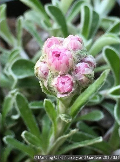 Perennials ~ Antennaria dioica 'Rubra', Pink Pussy Toes ~ Dancing Oaks Nursery and Gardens ~ Retail Nursery ~ Mail Order Nursery