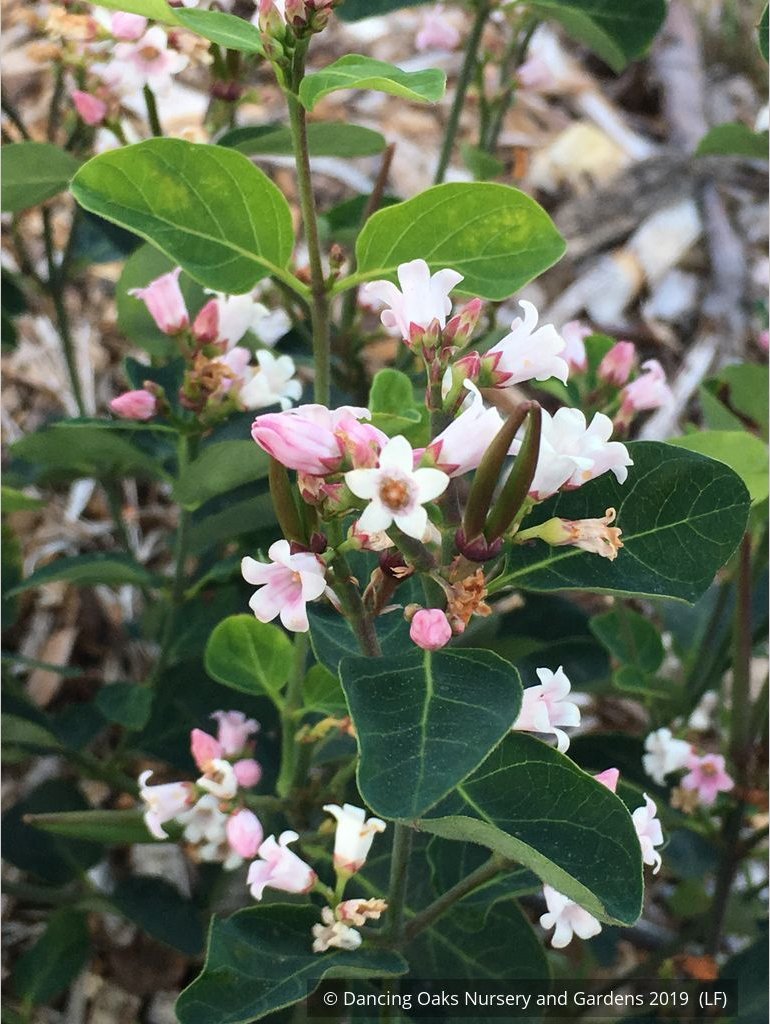 Perennials ~ Apocynum androsaemifolium, Spreading Dogbane ~ Dancing Oaks Nursery and Gardens ~ Retail Nursery ~ Mail Order Nursery