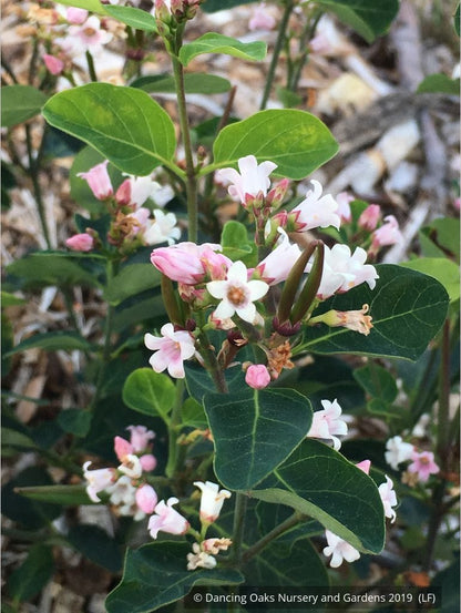 Perennials ~ Apocynum androsaemifolium, Spreading Dogbane ~ Dancing Oaks Nursery and Gardens ~ Retail Nursery ~ Mail Order Nursery