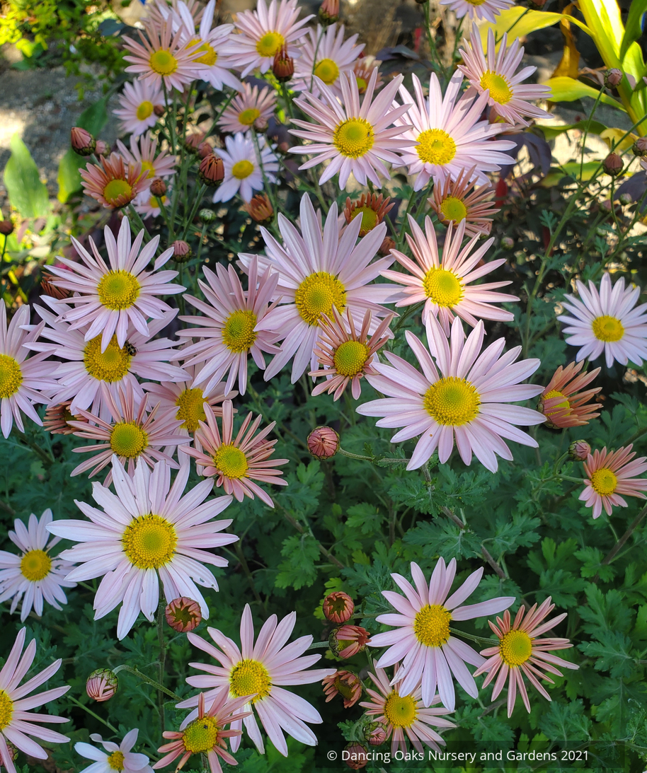Perennials ~ Chrysanthemum 'Apricot' ~ Dancing Oaks Nursery and Gardens ~ Retail Nursery ~ Mail Order Nursery
