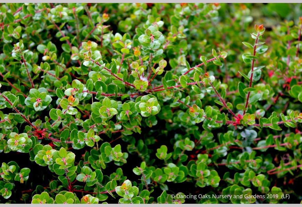 Shrubs ~ Arctostaphylos nummularia [select form], Glossy Leaf Manzanita ~ Dancing Oaks Nursery and Gardens ~ Retail Nursery ~ Mail Order Nursery