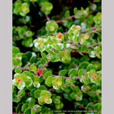 Shrubs ~ Arctostaphylos nummularia [select form], Glossy Leaf Manzanita ~ Dancing Oaks Nursery and Gardens ~ Retail Nursery ~ Mail Order Nursery