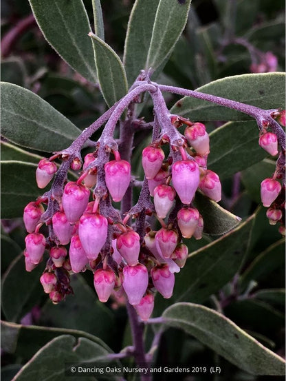 Shrubs ~ Arctostaphylos manzanita 'Elizabeth McClintock', Whiteleaf Manzanita ~ Dancing Oaks Nursery and Gardens ~ Retail Nursery ~ Mail Order Nursery