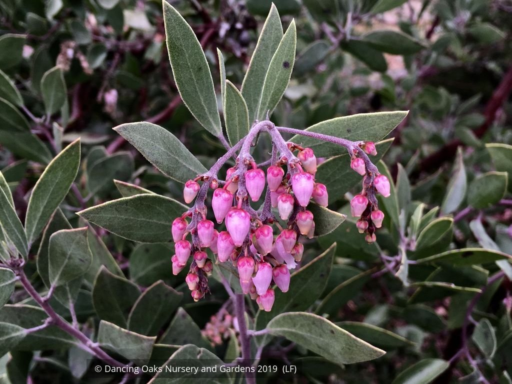 Shrubs ~ Arctostaphylos manzanita 'Elizabeth McClintock', Whiteleaf Manzanita ~ Dancing Oaks Nursery and Gardens ~ Retail Nursery ~ Mail Order Nursery