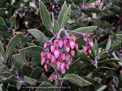 Shrubs ~ Arctostaphylos manzanita 'Elizabeth McClintock', Whiteleaf Manzanita ~ Dancing Oaks Nursery and Gardens ~ Retail Nursery ~ Mail Order Nursery