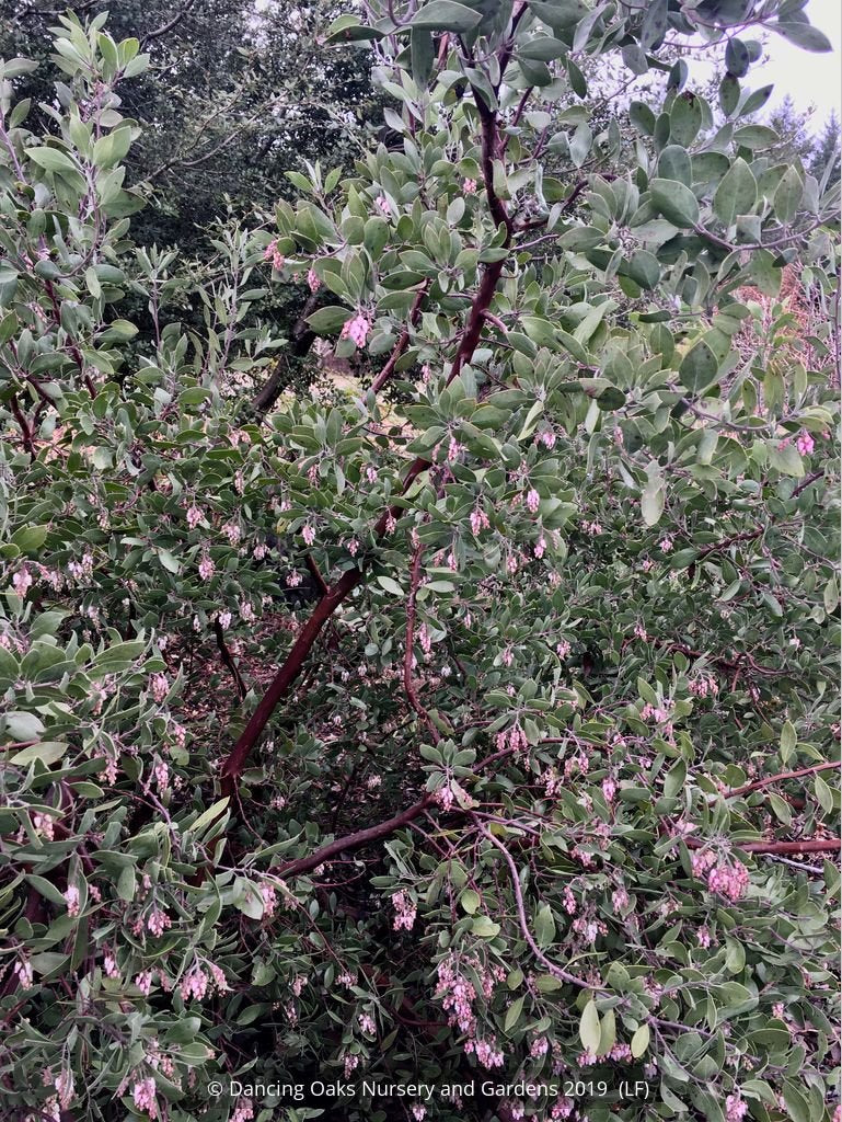 Shrubs ~ Arctostaphylos manzanita 'Elizabeth McClintock', Whiteleaf Manzanita ~ Dancing Oaks Nursery and Gardens ~ Retail Nursery ~ Mail Order Nursery