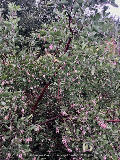 Shrubs ~ Arctostaphylos manzanita 'Elizabeth McClintock', Whiteleaf Manzanita ~ Dancing Oaks Nursery and Gardens ~ Retail Nursery ~ Mail Order Nursery