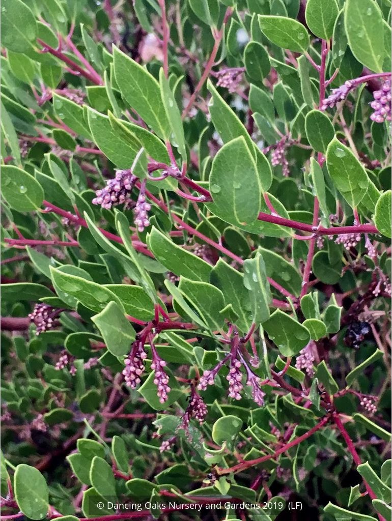 Shrubs ~ Arctostaphylos 'Klamath River', Klamath River Manzanita ~ Dancing Oaks Nursery and Gardens ~ Retail Nursery ~ Mail Order Nursery