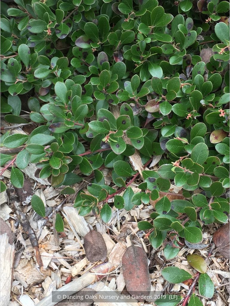 Shrubs ~ Arctostaphylos uva-ursi 'San Bruno Mountain', Kinnikinnick ~ Dancing Oaks Nursery and Gardens ~ Retail Nursery ~ Mail Order Nursery