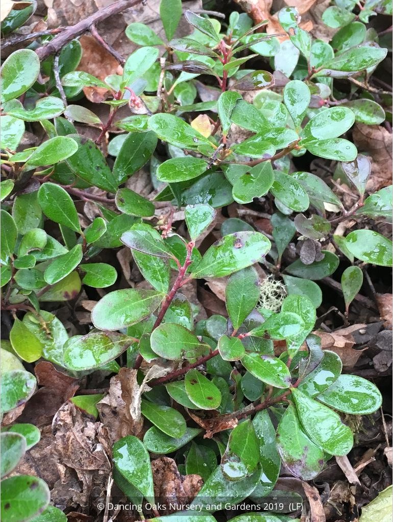 Shrubs ~ Arctostaphylos uva-ursi 'San Bruno Mountain', Kinnikinnick ~ Dancing Oaks Nursery and Gardens ~ Retail Nursery ~ Mail Order Nursery