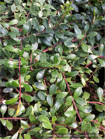 Shrubs ~ Arctostaphylos uva-ursi 'San Bruno Mountain', Kinnikinnick ~ Dancing Oaks Nursery and Gardens ~ Retail Nursery ~ Mail Order Nursery