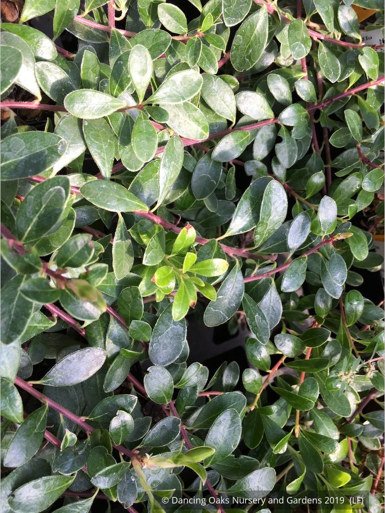 Shrubs ~ Arctostaphylos uva-ursi 'San Bruno Mountain', Kinnikinnick ~ Dancing Oaks Nursery and Gardens ~ Retail Nursery ~ Mail Order Nursery
