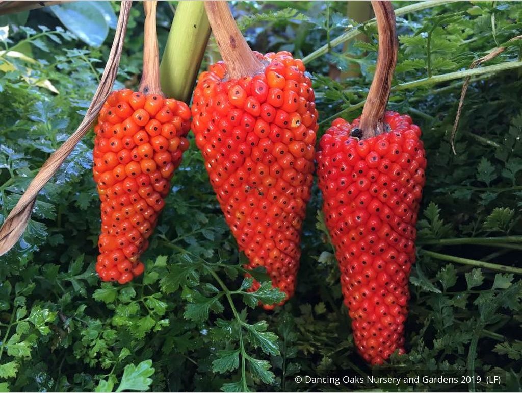 Bulbs & Tubers ~ Arisaema consanguineum, Himalayan Cobra Lily ~ Dancing Oaks Nursery and Gardens ~ Retail Nursery ~ Mail Order Nursery