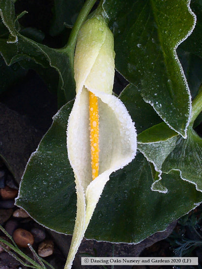 Perennials ~ Arum creticum, Cretan Arum ~ Dancing Oaks Nursery and Gardens ~ Retail Nursery ~ Mail Order Nursery
