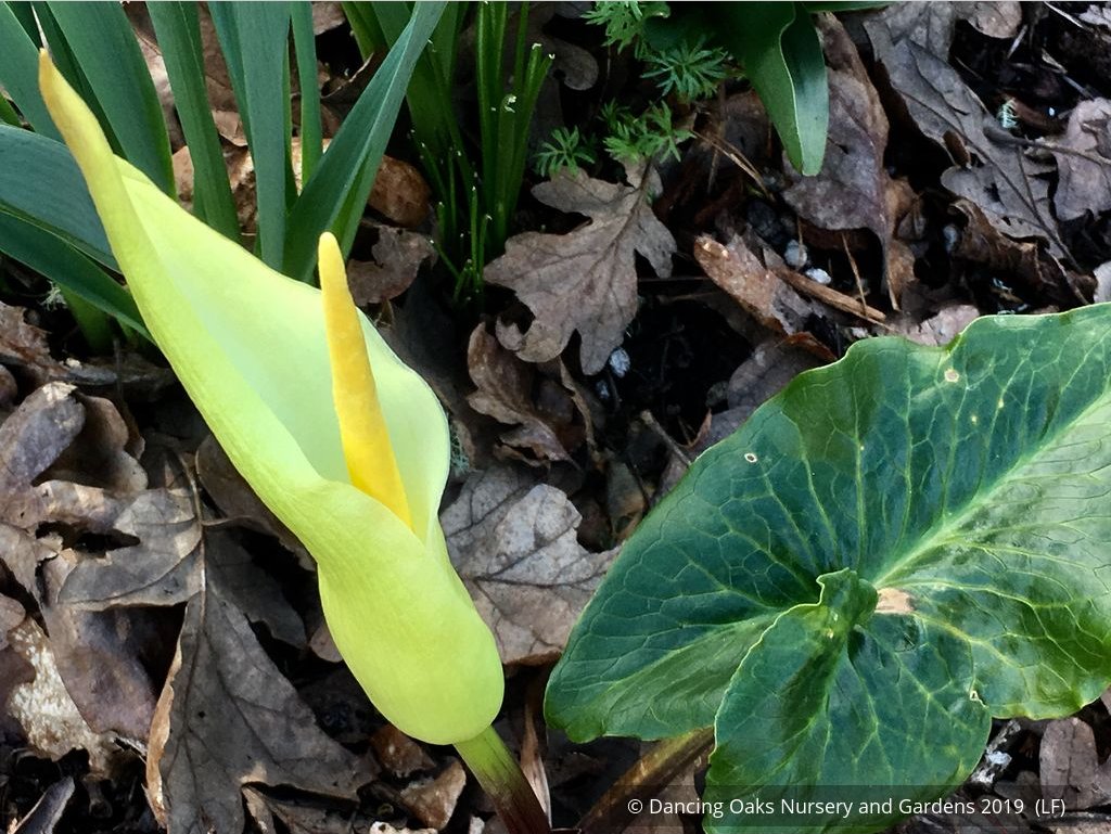 Perennials ~ Arum creticum, Cretan Arum ~ Dancing Oaks Nursery and Gardens ~ Retail Nursery ~ Mail Order Nursery
