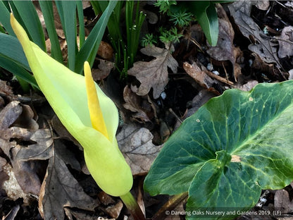 Perennials ~ Arum creticum, Cretan Arum ~ Dancing Oaks Nursery and Gardens ~ Retail Nursery ~ Mail Order Nursery