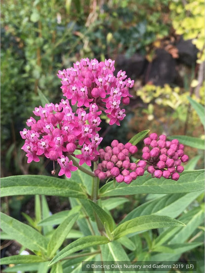 Perennials ~ Asclepias incarnata, Swamp Milkweed or Rose Milkweed ~ Dancing Oaks Nursery and Gardens ~ Retail Nursery ~ Mail Order Nursery