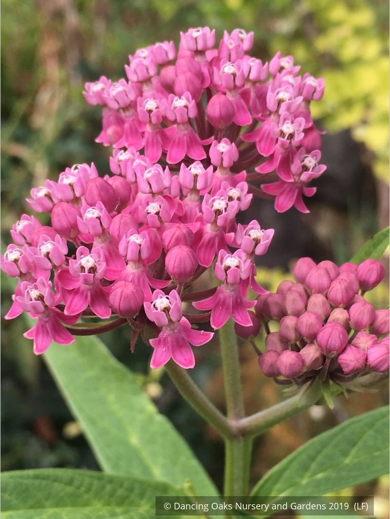 Perennials ~ Asclepias incarnata, Swamp Milkweed or Rose Milkweed ~ Dancing Oaks Nursery and Gardens ~ Retail Nursery ~ Mail Order Nursery