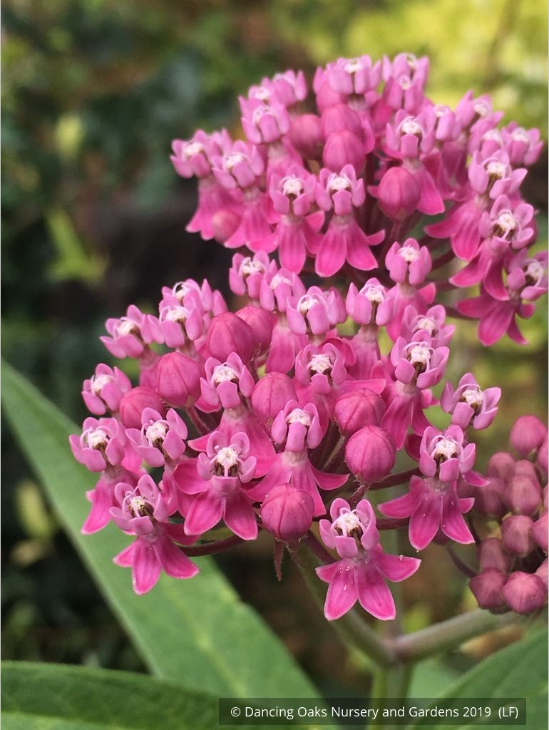 Perennials ~ Asclepias incarnata, Swamp Milkweed or Rose Milkweed ~ Dancing Oaks Nursery and Gardens ~ Retail Nursery ~ Mail Order Nursery