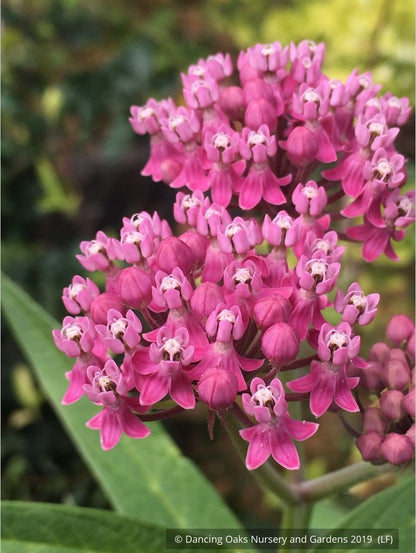 Perennials ~ Asclepias incarnata, Swamp Milkweed or Rose Milkweed ~ Dancing Oaks Nursery and Gardens ~ Retail Nursery ~ Mail Order Nursery