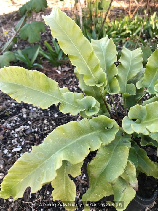 Ferns ~ Asplenium (syn. Phyllitis) scolopendrium 'Undulatum', Hart's Tongue Fern ~ Dancing Oaks Nursery and Gardens ~ Retail Nursery ~ Mail Order Nursery