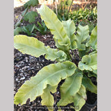 Ferns ~ Asplenium (syn. Phyllitis) scolopendrium 'Undulatum', Hart's Tongue Fern ~ Dancing Oaks Nursery and Gardens ~ Retail Nursery ~ Mail Order Nursery