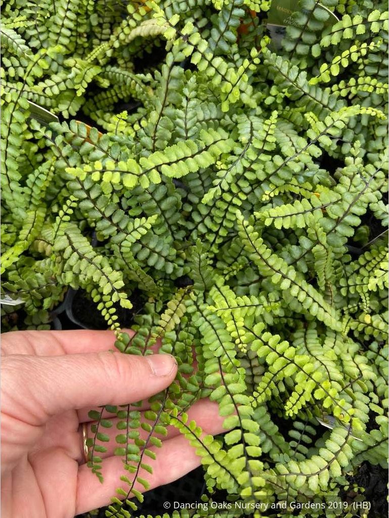 Ferns ~ Asplenium trichomanes, Common Spleenwort ~ Dancing Oaks Nursery and Gardens ~ Retail Nursery ~ Mail Order Nursery