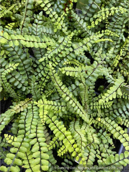 Ferns ~ Asplenium trichomanes, Common Spleenwort ~ Dancing Oaks Nursery and Gardens ~ Retail Nursery ~ Mail Order Nursery