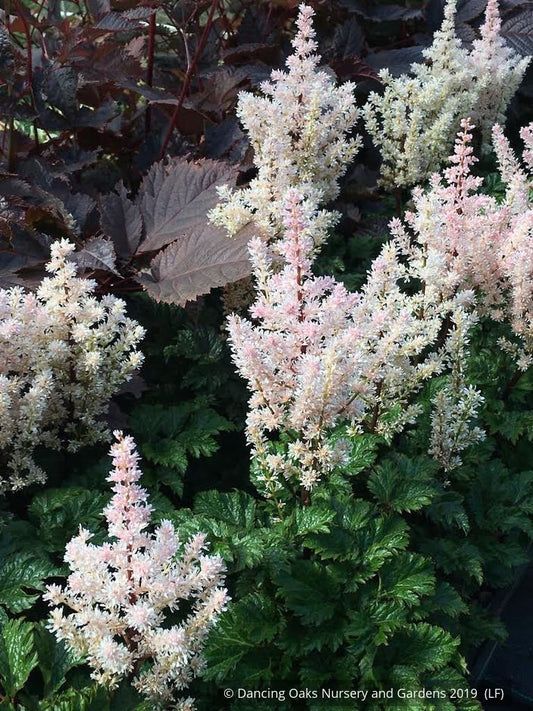 Perennials ~ Astilbe x crispa 'Lilliput', False Spirea ~ Dancing Oaks Nursery and Gardens ~ Retail Nursery ~ Mail Order Nursery
