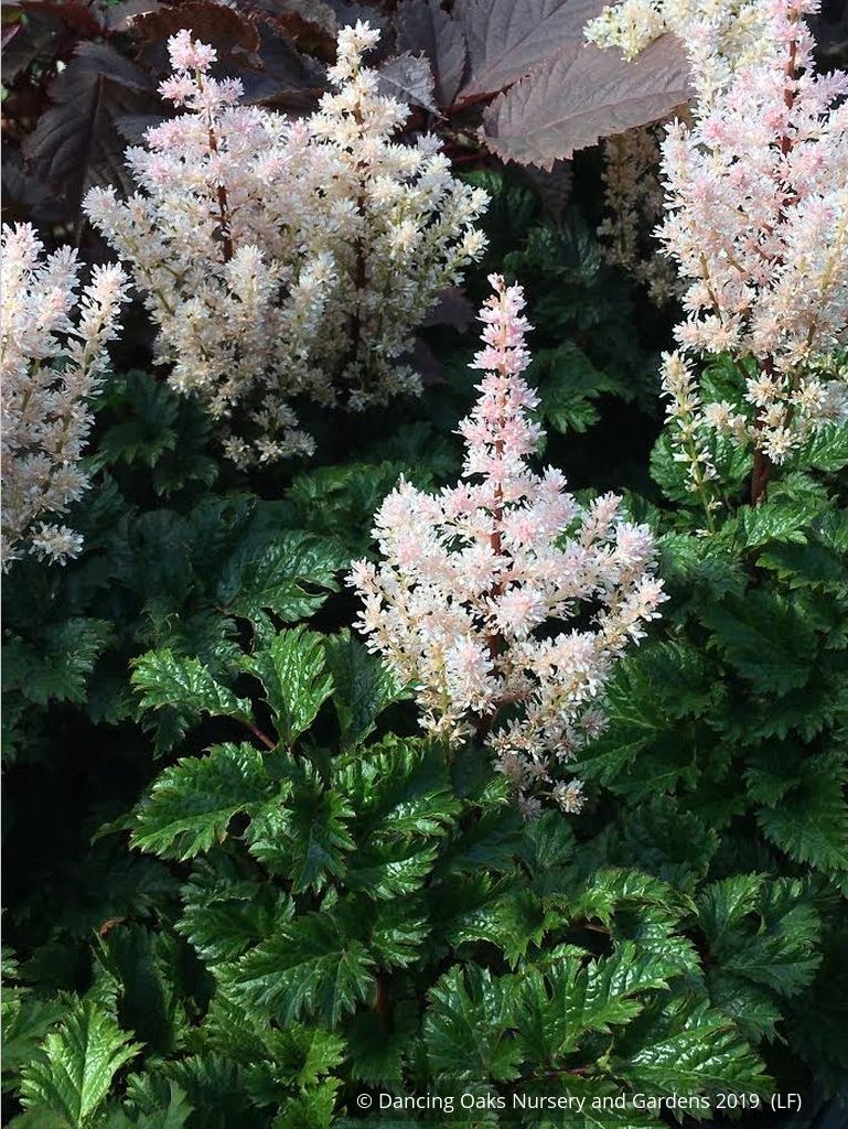 Perennials ~ Astilbe x crispa 'Lilliput', False Spirea ~ Dancing Oaks Nursery and Gardens ~ Retail Nursery ~ Mail Order Nursery