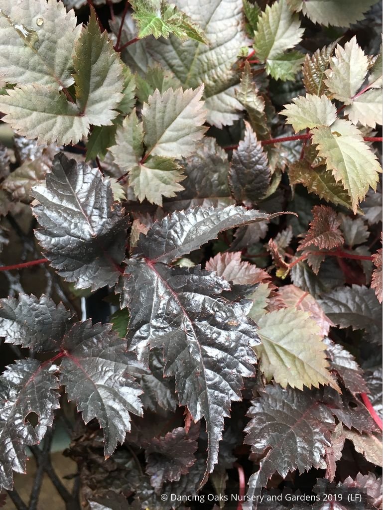 Perennials ~ Astilbe 'Chocolate Shogun' PP 26,430, Shogun False Spirea ~ Dancing Oaks Nursery and Gardens ~ Retail Nursery ~ Mail Order Nursery