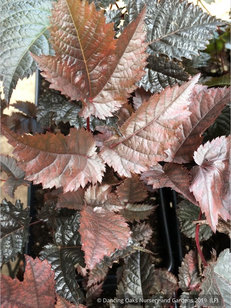 Perennials ~ Astilbe 'Chocolate Shogun' PP 26,430, Shogun False Spirea ~ Dancing Oaks Nursery and Gardens ~ Retail Nursery ~ Mail Order Nursery