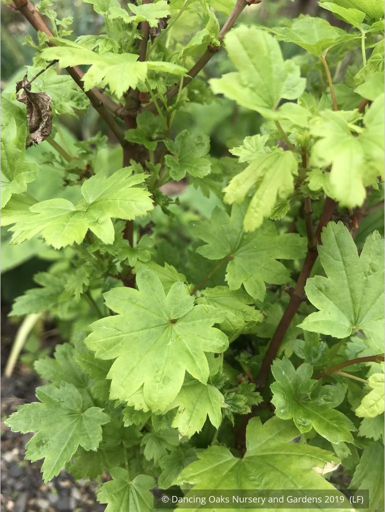 Trees ~ Acer circinatum 'Baby Buttons', Baby Buttons Dwarf Vine Maple ~ Dancing Oaks Nursery and Gardens ~ Retail Nursery ~ Mail Order Nursery
