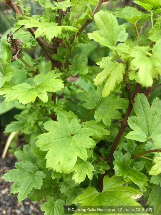 Trees ~ Acer circinatum 'Baby Buttons', Baby Buttons Dwarf Vine Maple ~ Dancing Oaks Nursery and Gardens ~ Retail Nursery ~ Mail Order Nursery