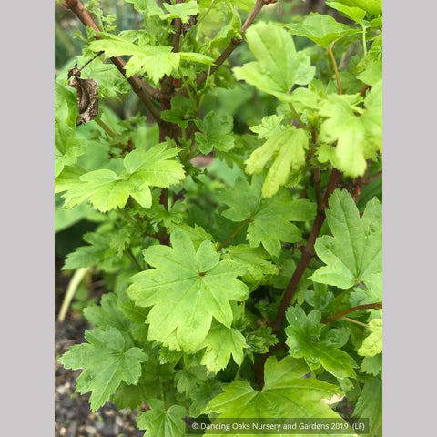 Trees ~ Acer circinatum 'Baby Buttons', Baby Buttons Dwarf Vine Maple ~ Dancing Oaks Nursery and Gardens ~ Retail Nursery ~ Mail Order Nursery