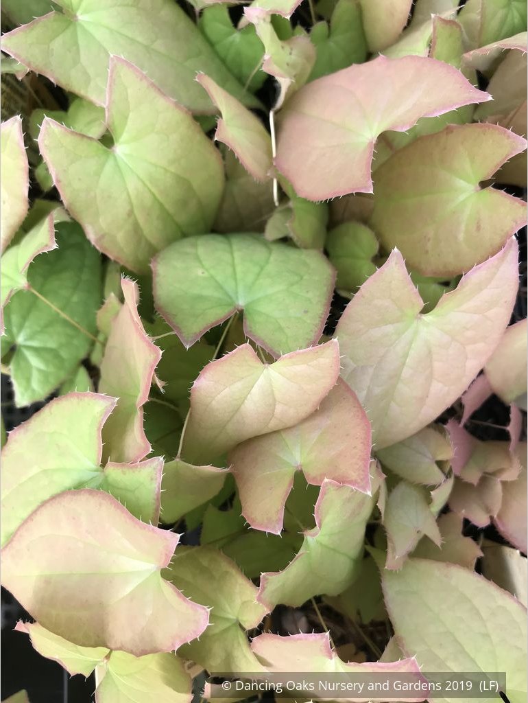 Perennials ~ Epimedium x youngianum 'Baby Doll Pink', Barrenwort ~ Dancing Oaks Nursery and Gardens ~ Retail Nursery ~ Mail Order Nursery