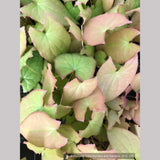 Perennials ~ Epimedium x youngianum 'Baby Doll Pink', Barrenwort ~ Dancing Oaks Nursery and Gardens ~ Retail Nursery ~ Mail Order Nursery