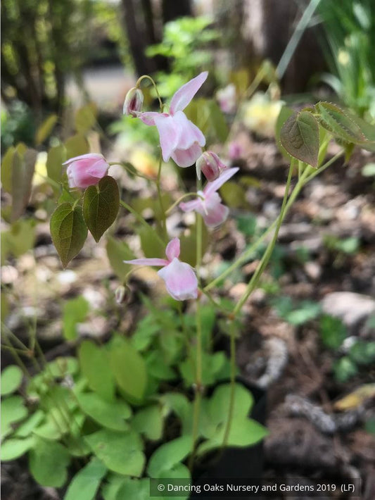 Perennials ~ Epimedium x youngianum 'Baby Doll Pink', Barrenwort ~ Dancing Oaks Nursery and Gardens ~ Retail Nursery ~ Mail Order Nursery