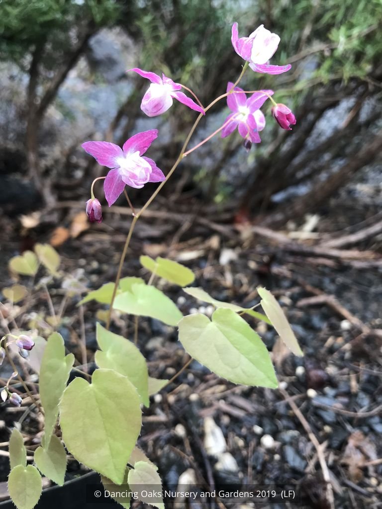 Perennials ~ Epimedium x youngianum 'Be My Valentine', Barrenwort ~ Dancing Oaks Nursery and Gardens ~ Retail Nursery ~ Mail Order Nursery