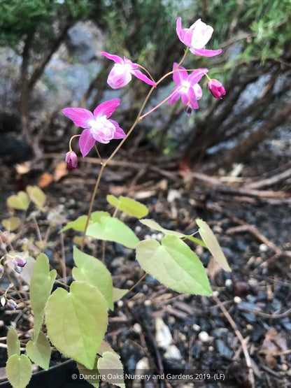 Perennials ~ Epimedium x youngianum 'Be My Valentine', Barrenwort ~ Dancing Oaks Nursery and Gardens ~ Retail Nursery ~ Mail Order Nursery
