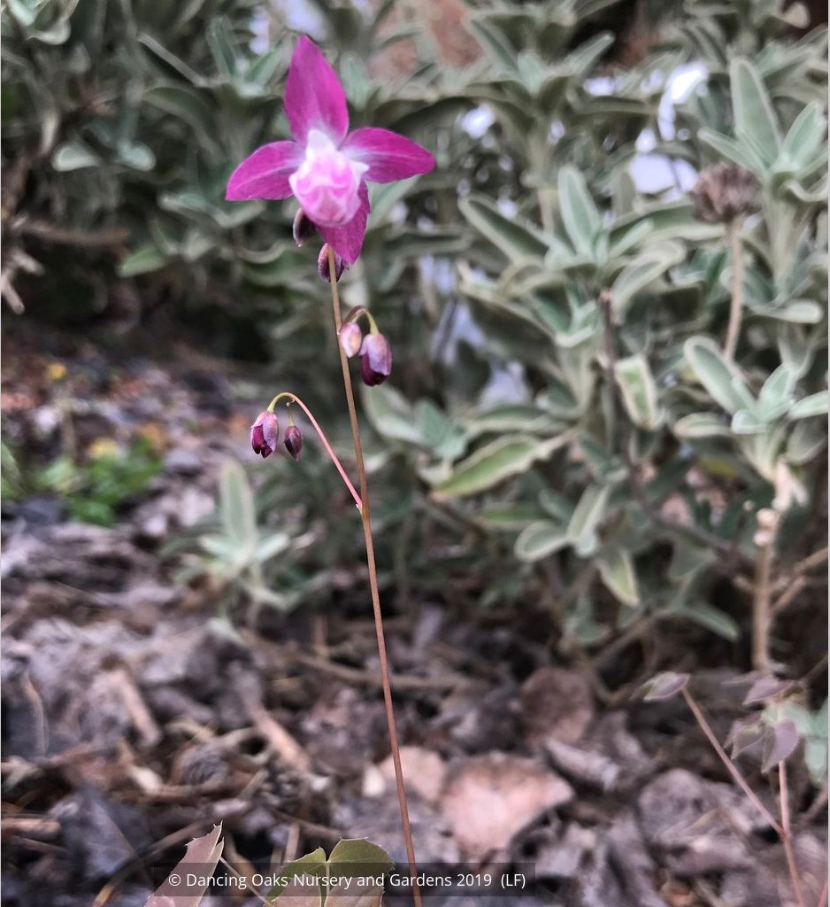 Perennials ~ Epimedium x youngianum 'Be My Valentine', Barrenwort ~ Dancing Oaks Nursery and Gardens ~ Retail Nursery ~ Mail Order Nursery