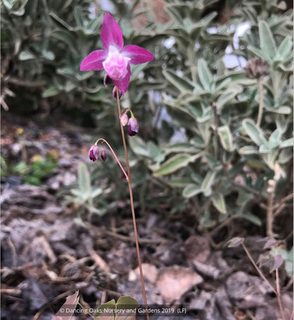 Perennials ~ Epimedium x youngianum 'Be My Valentine', Barrenwort ~ Dancing Oaks Nursery and Gardens ~ Retail Nursery ~ Mail Order Nursery