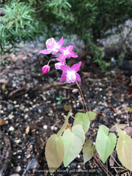 Perennials ~ Epimedium x youngianum 'Be My Valentine', Barrenwort ~ Dancing Oaks Nursery and Gardens ~ Retail Nursery ~ Mail Order Nursery