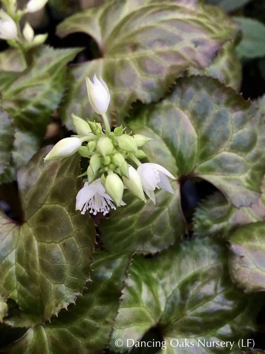 Perennials ~ Beesia calthifolia, Ginger-leaf False Bugbane ~ Dancing Oaks Nursery and Gardens ~ Retail Nursery ~ Mail Order Nursery