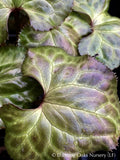 Perennials ~ Beesia calthifolia, Ginger-leaf False Bugbane ~ Dancing Oaks Nursery and Gardens ~ Retail Nursery ~ Mail Order Nursery